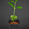Avicennia germinans