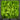 Sphagnum cristatum