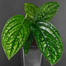 Monstera sp. ‚Peru‘ (Monstera Karstenianum)