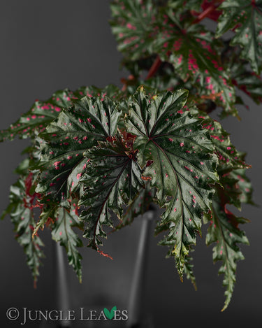 Begonia serratipetala
