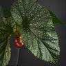 Begonia 'Lucerna'