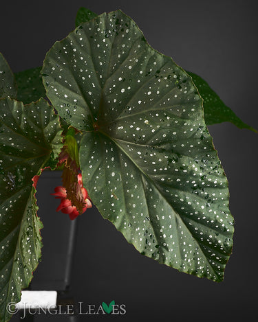 Begonia 'Lucerna'
