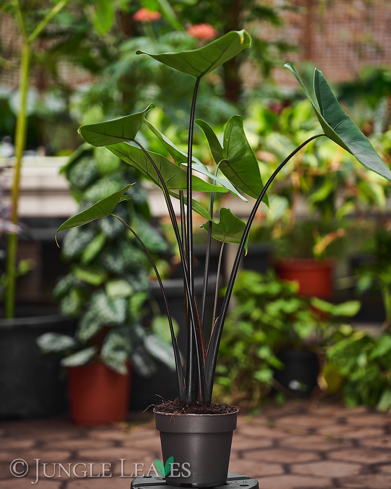 Alocasia zebrina 'Black Stem' – Jungle Leaves