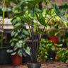 Alocasia zebrina 'Black Stem'