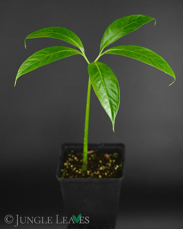 Amorphophallus titanum