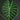 Alocasia suhirmaniana