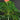 Jatropha multifida