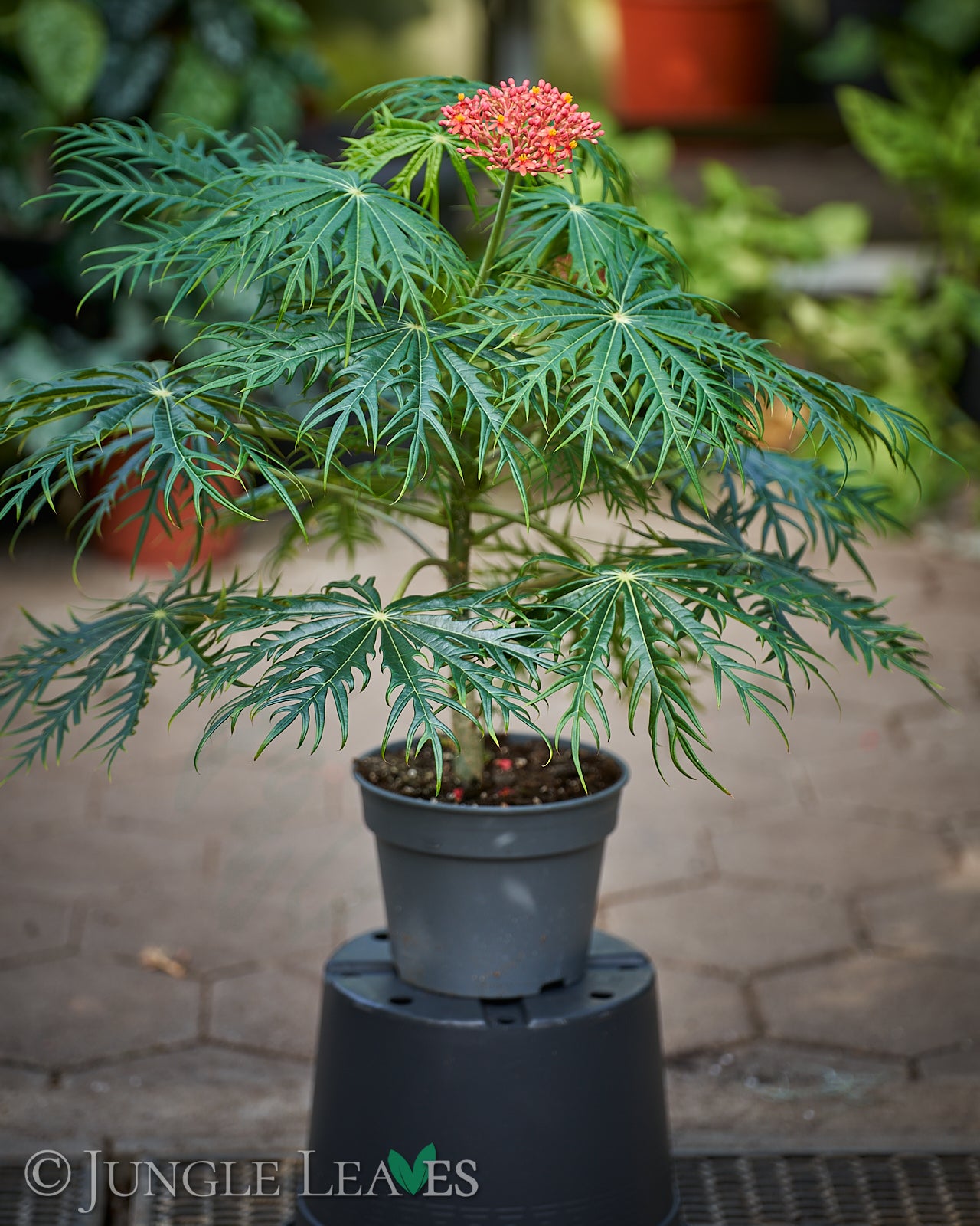 Jatropha multifida (Korallenbaum) 24,90€