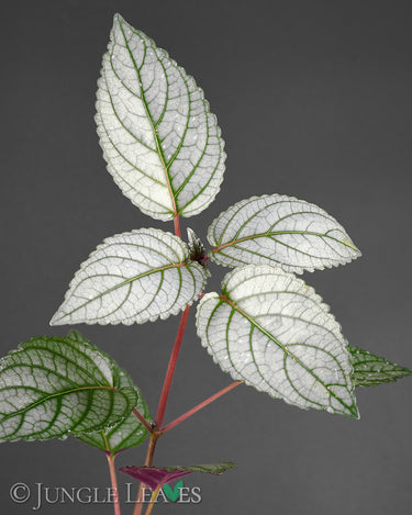 Strobilanthes alternata