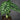Alocasia baginda 'Dragon Scale'