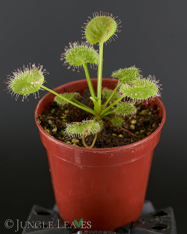 Drosera prolifera
