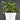 Pilea cadierei