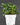 Pilea cadierei