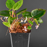Begonia elaeagnifolia
