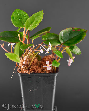 Begonia elaeagnifolia