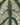 Piper slyvaticum