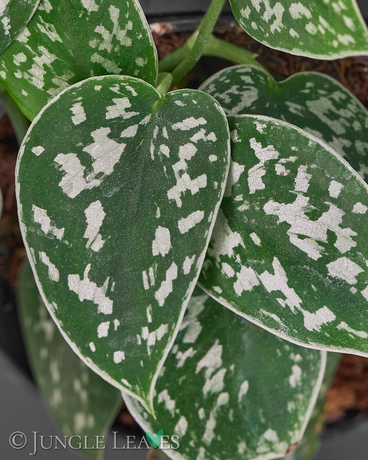 Scindapsus pictus 'Argyraeus' (Gefleckte Efeutute) – Jungle Leaves