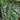 scindapsus pictus