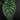 Alocasia baginda 'Dragon Scale'