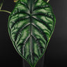 Alocasia baginda 'Dragon Scale'