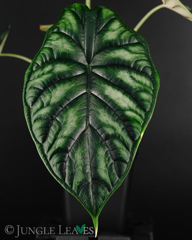 Alocasia baginda 'Dragon Scale'