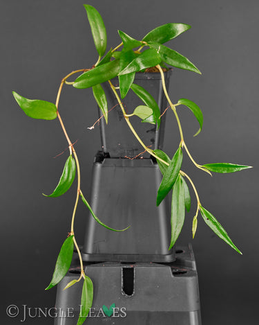 Begonia polygonoides