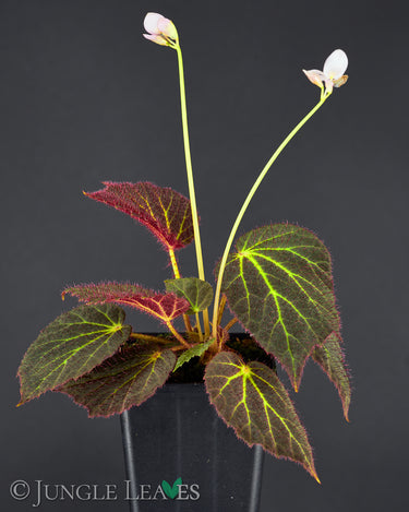 Begonia chloroneura