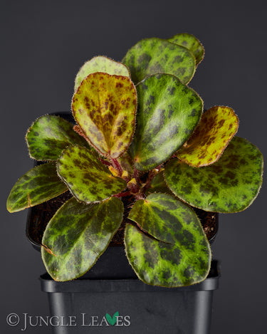 Begonia blancii