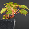 Begonia lyallii f. masoalensis
