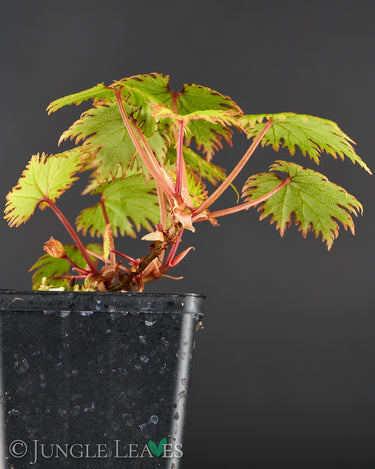Begonia lyallii f. masoalensis
