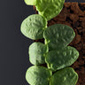 Rhaphidophora celatocaulis