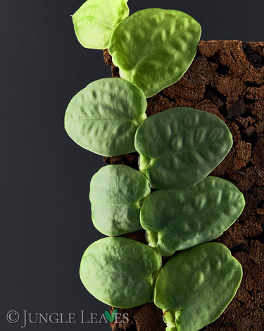 Rhaphidophora celatocaulis