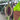 Synandrospadix vermitoxicus