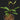 Ilex paraguariensis Mate-Strauch