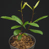 Ilex paraguariensis Mate-Strauch