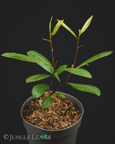 Ilex paraguariensis Mate-Strauch