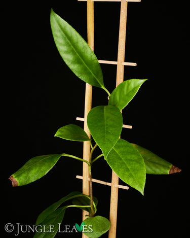 Kadsura coccinea