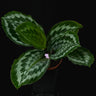 Kaempferia elegans
