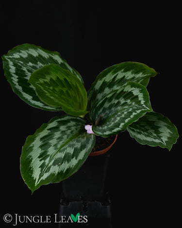Kaempferia elegans