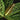 Labisia obtusifolia 'Turtleback'