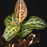 Labisia obtusifolia 'Turtleback'