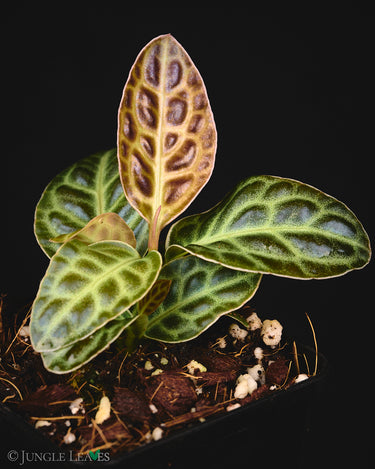 Labisia obtusifolia 'Turtleback'