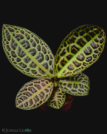 Labisia obtusifolia 'Turtleback'