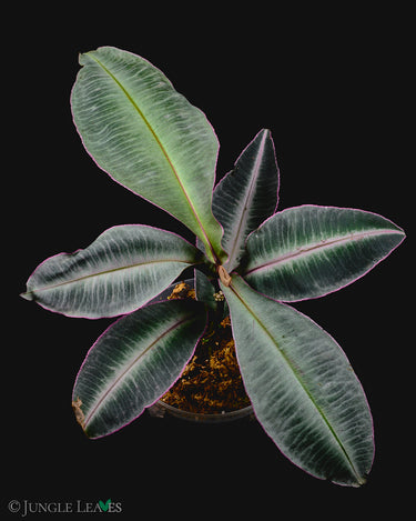 Labisia pumila