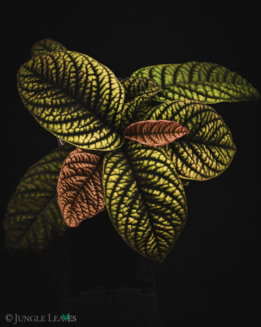 Labisia sp. 'Copperhead' (Vietnam)