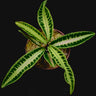 Labisia sp. Jambi (Sumatra)
