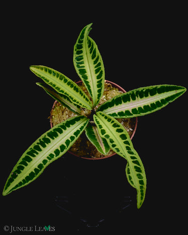 Labisia sp. Jambi (Sumatra)