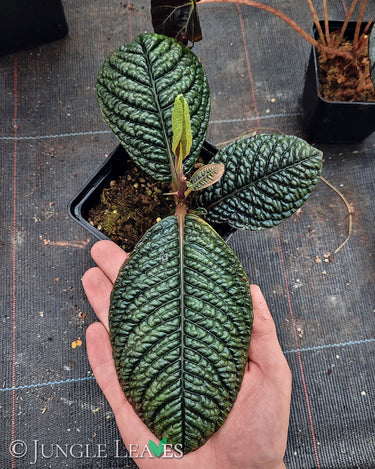 Labisia sp. 'Snake Skin' 'Dino' (Ardisia aff. obovatifolia)