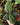 Labisia sp. 'Snake Skin' 'Dino' (Ardisia aff. obovatifolia)