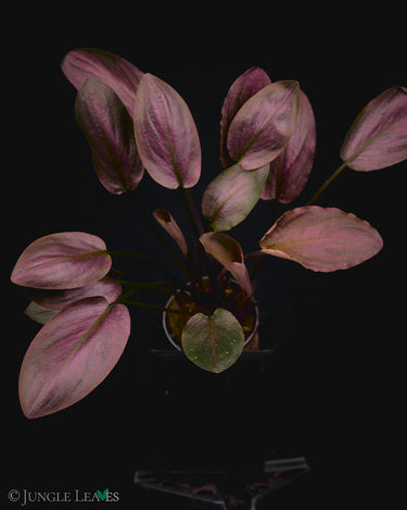 Lagenandra meeboldii Red